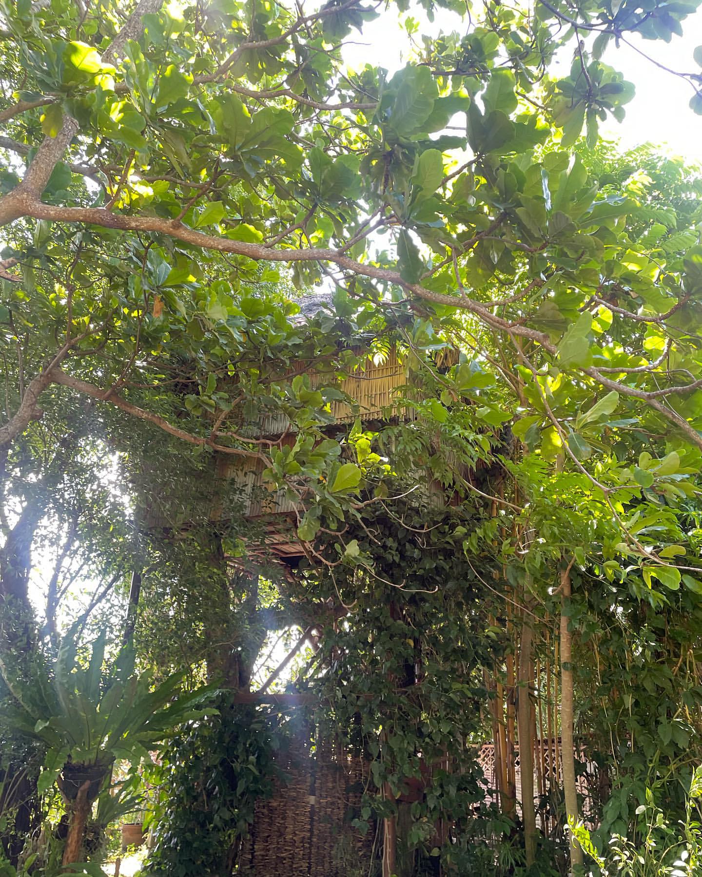Treehouse aerial view among the trees at Kapusod