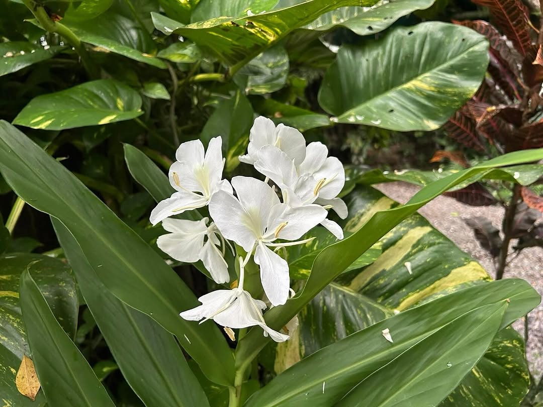 White ginger lily in bloom at Kapusod